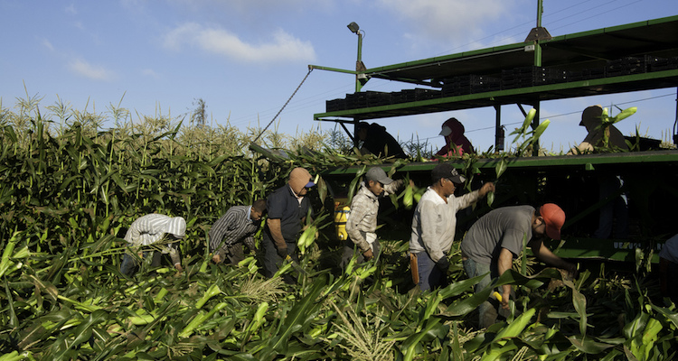 migrant farm workers